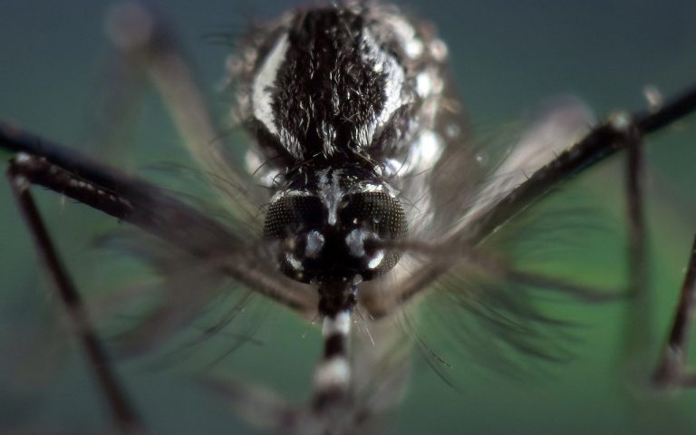 New super-resistant mosquito poses ‘unprecedented’ threat to curb dengue