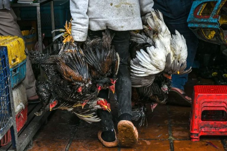 Cambodia Investigates After Father and Daughter Infected With Bird Flu