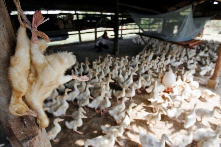 Viruses in Cambodian bird flu cases identified as endemic clade