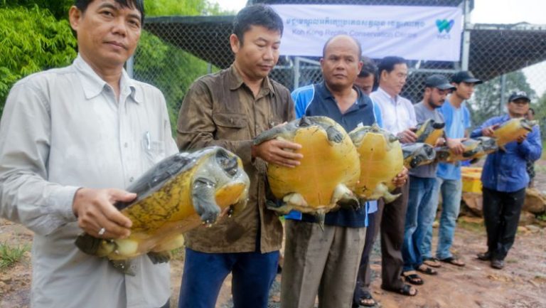 20 rare Royal Turtles freed into natural habitat in Cambodia