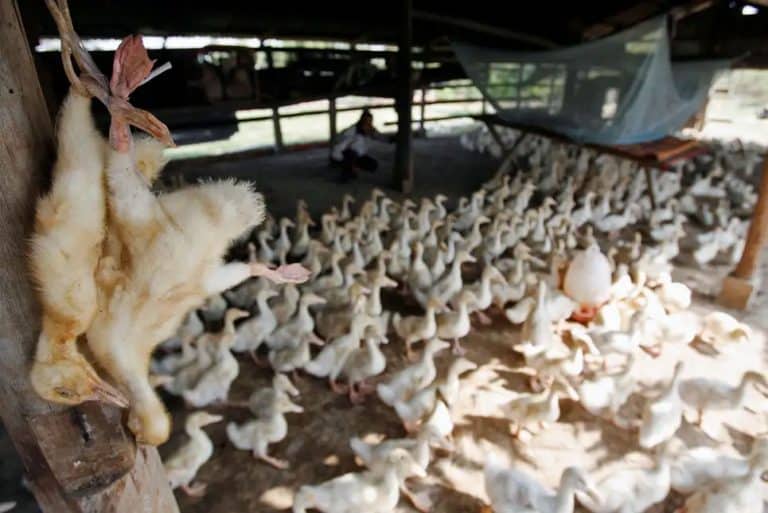 The full genome sequencing of Cambodia’s bird flu strain took less than a day