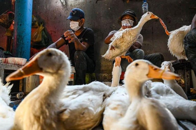 No human-to-human transmission found in Cambodian bird flu cases
