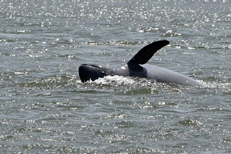 Cambodia records first rare Mekong River dolphin death this year