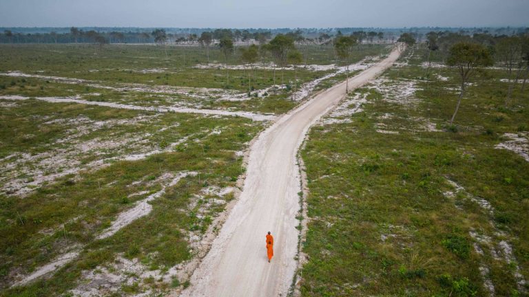 Fallen forest: Cambodia’s political reforestation unlikely to survive