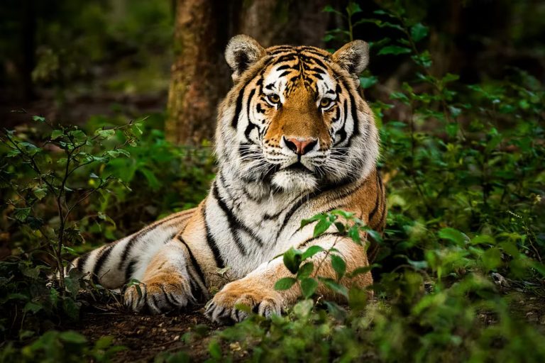 India is translocating some of its big cats to Cambodia as Project Tiger completes 50 years next month