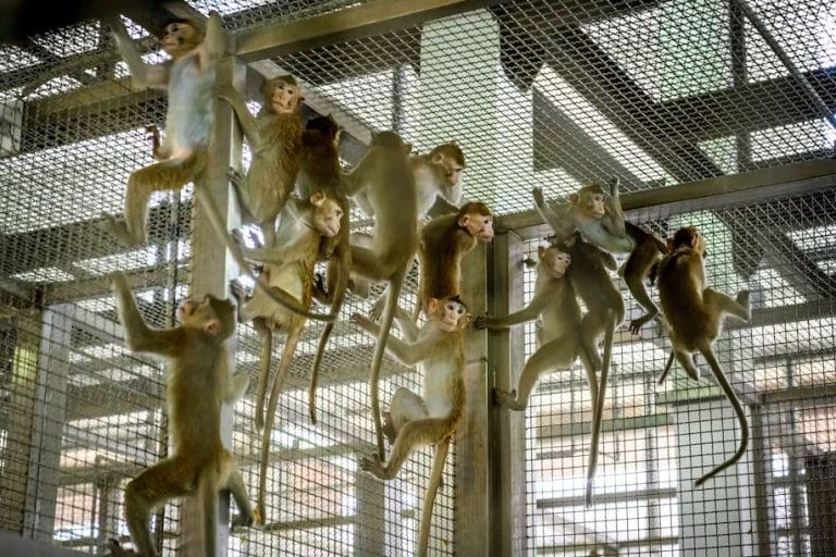How a Cambodian monkey-smuggling ring could worsen U.S. lab shortages