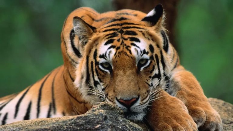 Conservation: Why India could be sending tigers to Cambodia