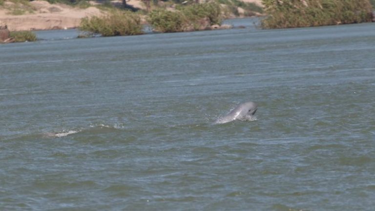 Cambodia welcomes two newborn Irrawaddy dolphins