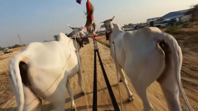 Cambodians race oxen ahead of Khmer New Year (video)