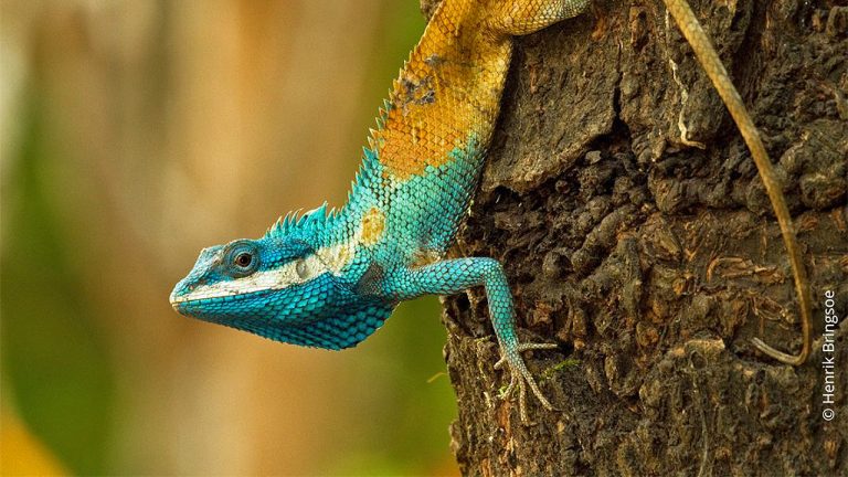 Greater Mekong proves an ark of biodiversity, with 380 new species in a year