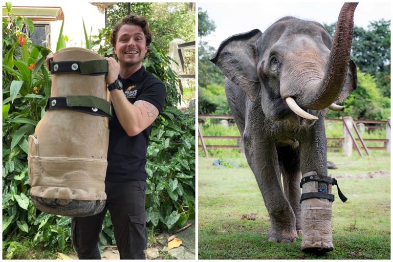 Elephant Who Lost Foot in Snare Trap Receives Prosthetic in Touching Video
