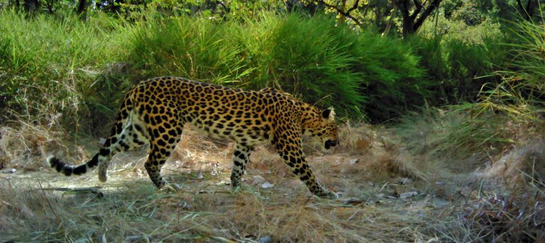Study: Snares claim another local extinction as Cambodia loses its leopards