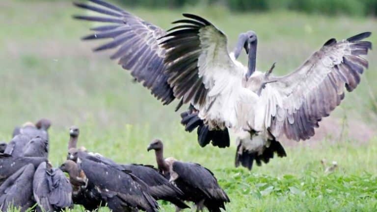 Cambodia records stable population of rare vultures