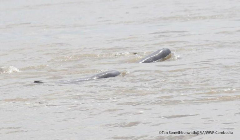 Cambodia records fourth newborn rare dolphin this year