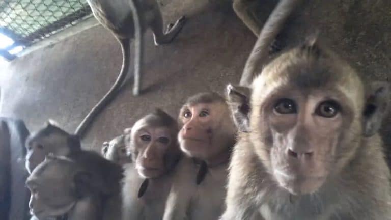 Animal welfare groups warn Cambodian monkeys imported for labs could be illegally wild-caught