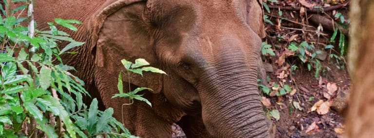 A forest gave Cambodia’s captive elephants a new life. Now they’re paying it back