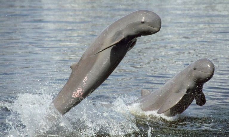American and Asian nations including Cambodia to prevent river dolphin extinction