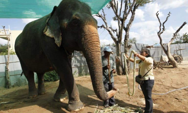 Sambo, elephant who became Cambodian symbol, dies at 63