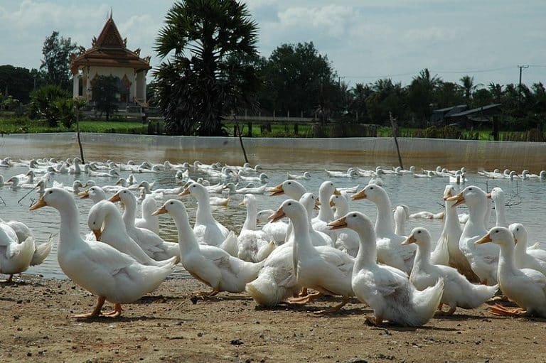 Two-year-old Cambodian Girl Dies From Bird Flu