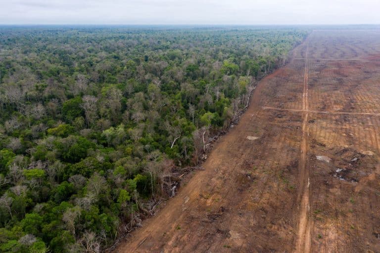 VIDEO: The truth about Cambodia’s Prey Lang sanctuary