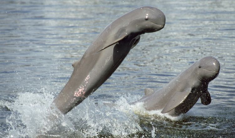 Eight newborn rare dolphins recorded in Cambodia so far this year