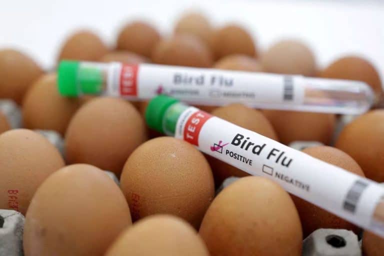 Cambodia reports bird flu outbreak near Vietnamese border