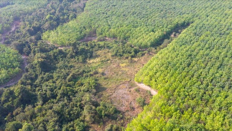 How Mounting Demand for Rubber Is Driving Tropical Forest Loss