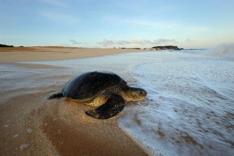 Turtle Nests And Hatchlings Found On Cambodian Beach For First Time In 10 Years