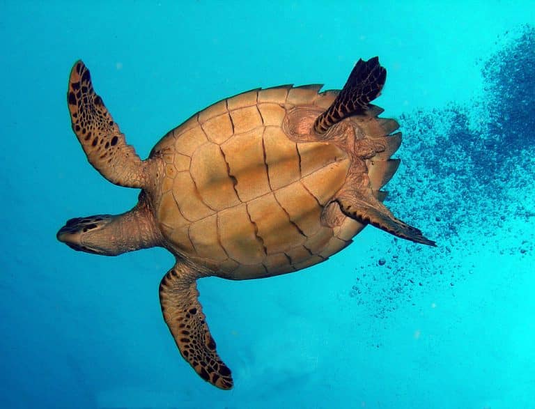 Cambodia sea turtle nests spark hope amid coastal development & species decline