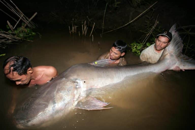 Recover Mekong’s forgotten fish