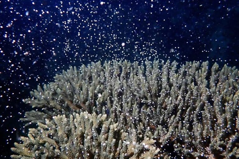 Watch: Astonishing ‘explosion of life’ coral spawning in Cambodia stuns scientists