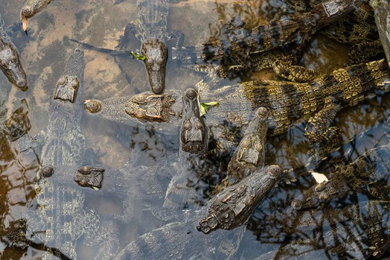Watch: 50 rare crocodiles released in Cambodia’s tropical Cardamom Mountains