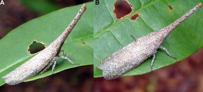 Big-headed flying creatures — with spotted bodies — found in East Asia. See new species