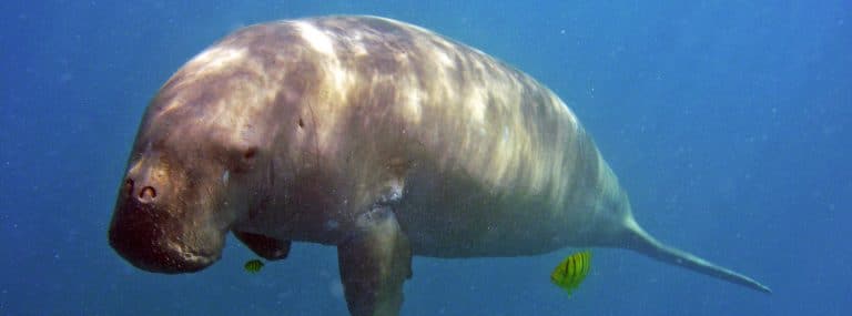 Cambodian fishers-turned-citizen scientists monitor marine mammal deaths