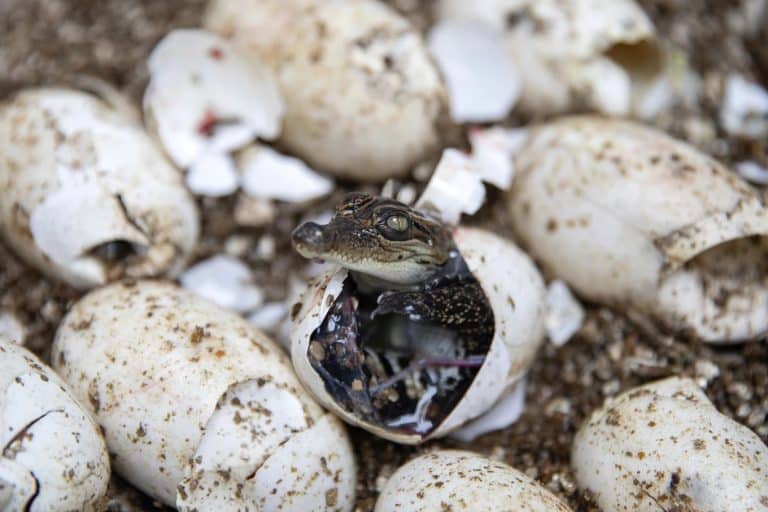 How a nearly extinct crocodile species returned from the brink in Cambodia