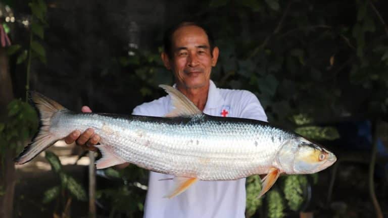 Scientists feared this huge ‘ghost’ fish was extinct. It was just seen after almost 20 years