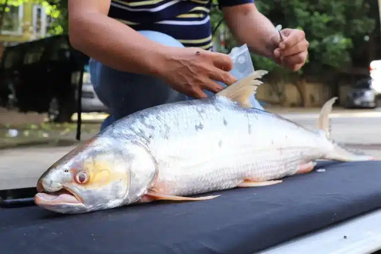 This ‘Ghost’ Fish Seemed Extinct, Until It Turned Up in Unexpected Places