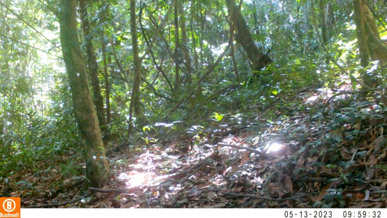 ‘Rare and elusive’ creatures appear on trail cameras in Cambodia forest. Take a look