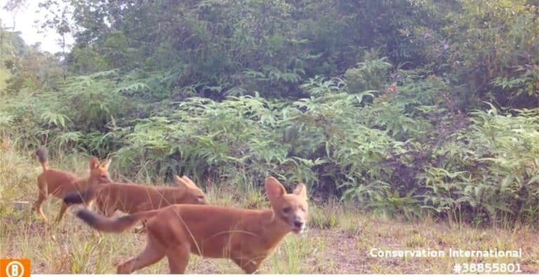 Camera trap survey in Cambodia’s Cardamom Mountains finds 108 species