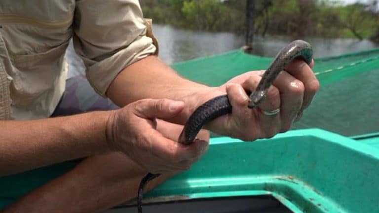 Bycatch and human consumption hurting Cambodia’s Tonle Sap Lake water snakes