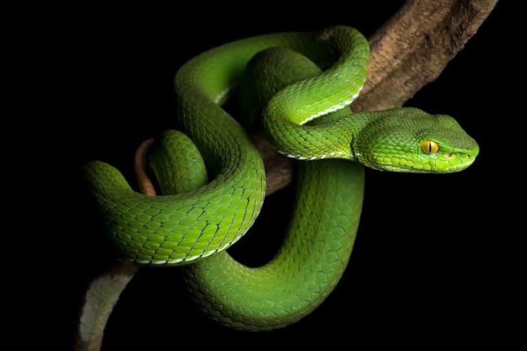 This photographer just returned from a jungle expedition in Cambodia – what he captured was astonishing
