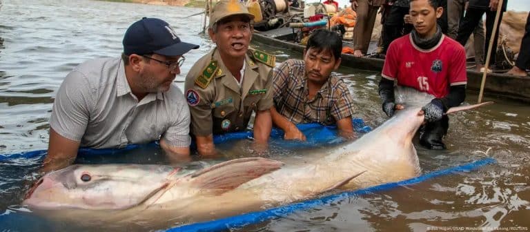 Fishermen find six rare Mekong giant catfish