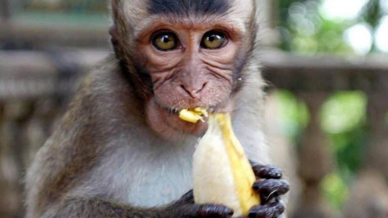 Canada under pressure to stop importation of monkeys from Cambodia
