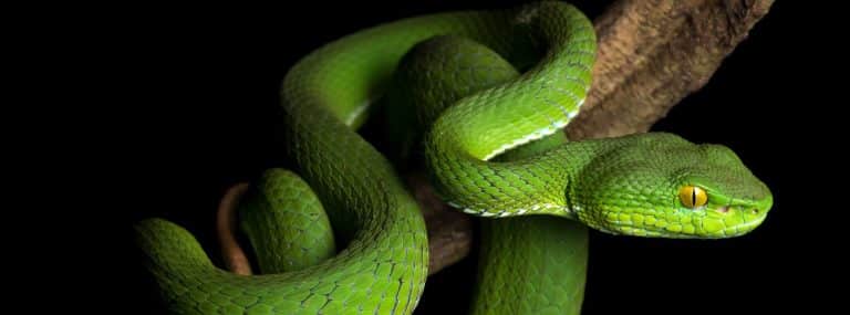 Survey uncovers ‘wildlife treasure’ in Cambodian park — but also signs of threats