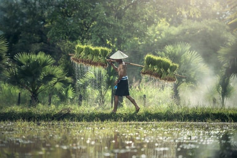 The Need to Reform Cambodian Agriculture Based on Neighboring Countries’ Experiences and Achievements