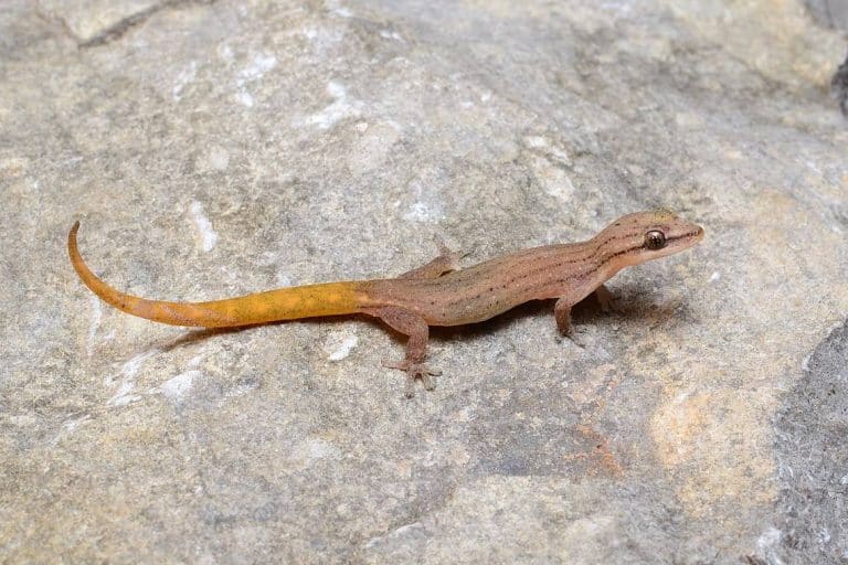 ‘Large’-eyed creature with colorful tail found lurking on rock. It’s a new species