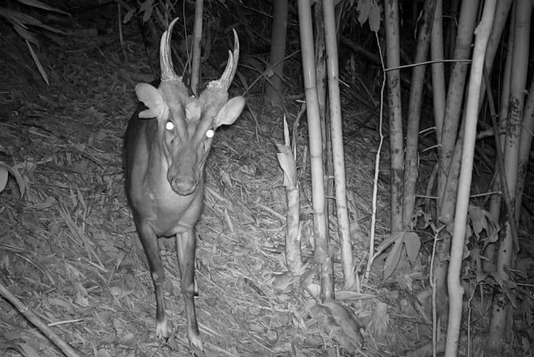 Rare species discovered deep within Cambodian mountains