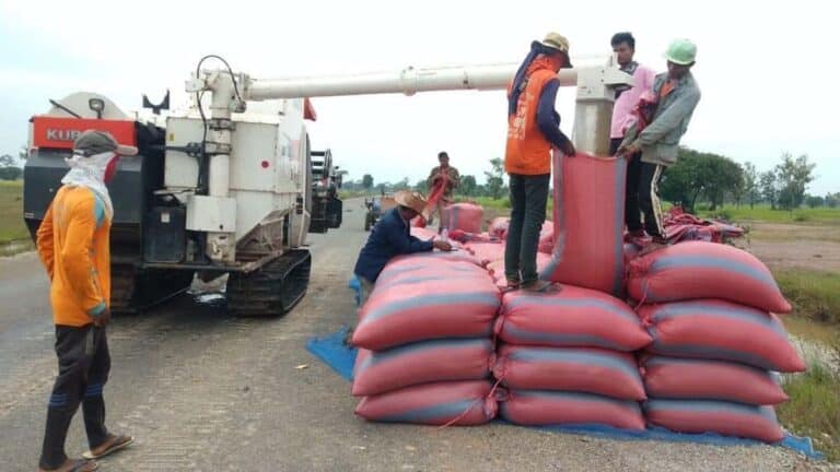 Farmers Across Cambodia Urge Clear Policy to Stabilize Rice Prices